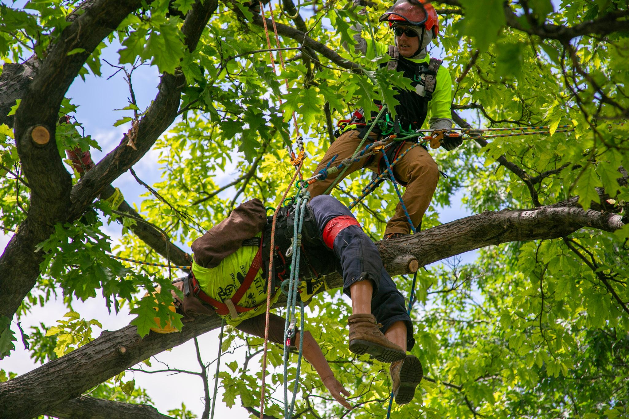Edward Cruise stands on a tree branch, with a harness and ropes attached at his waist, as he works to lower a limp, human dummy.
